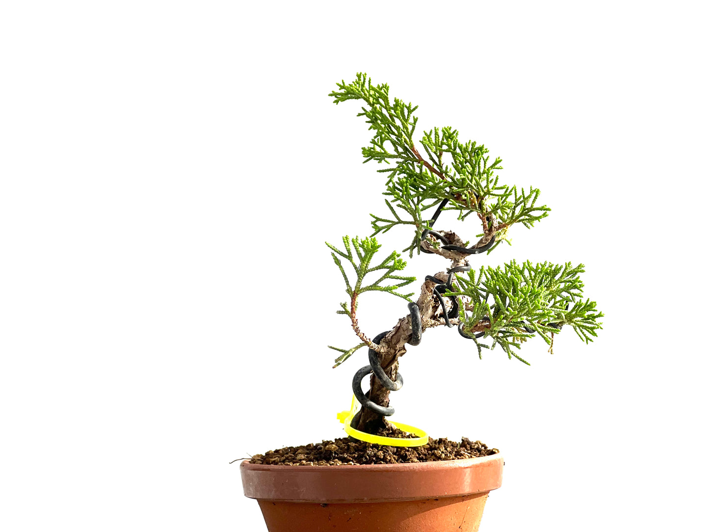 Juniperus Chinensis Itoigawa 2569