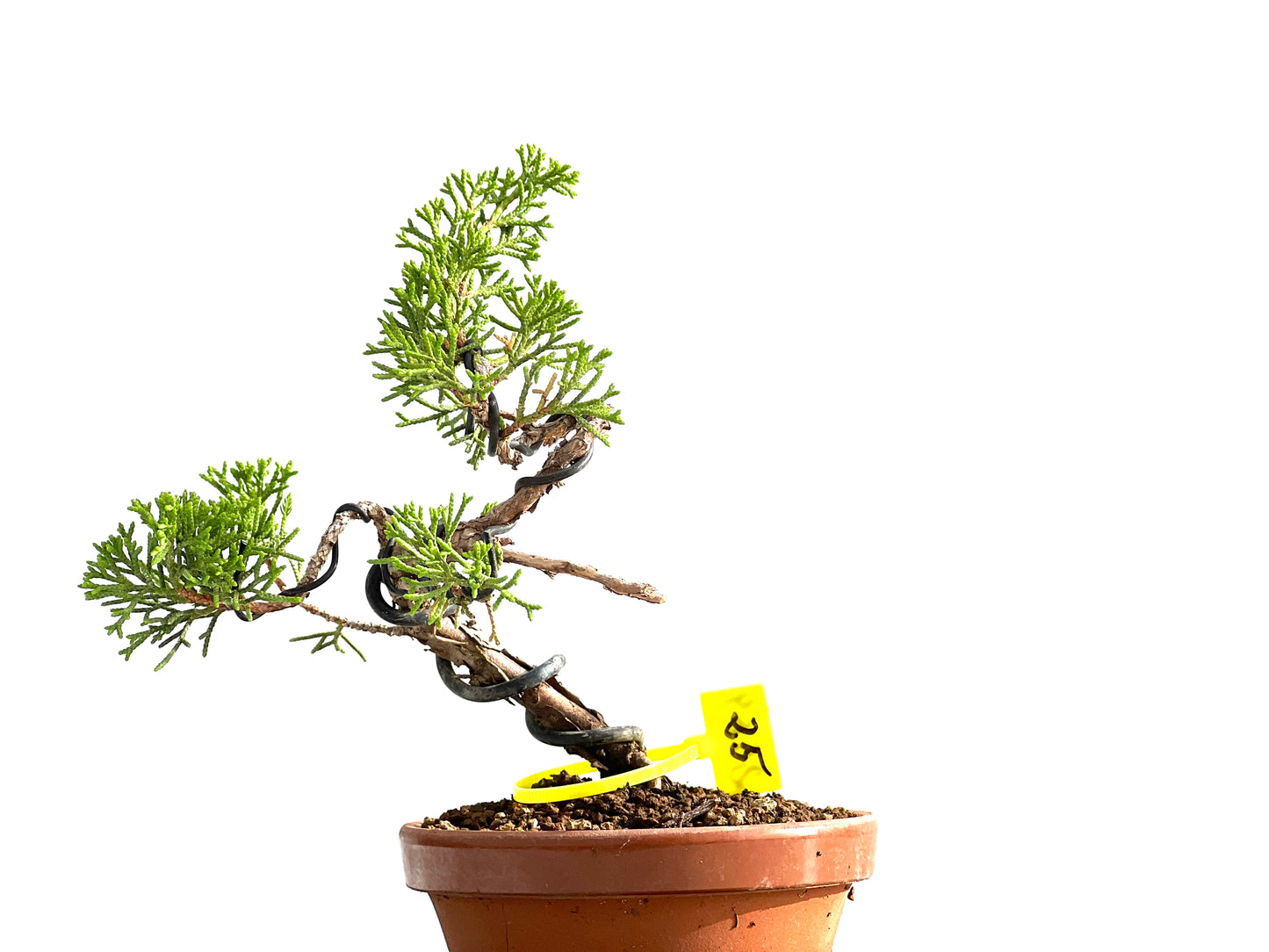 Juniperus Chinensis Itoigawa 2569