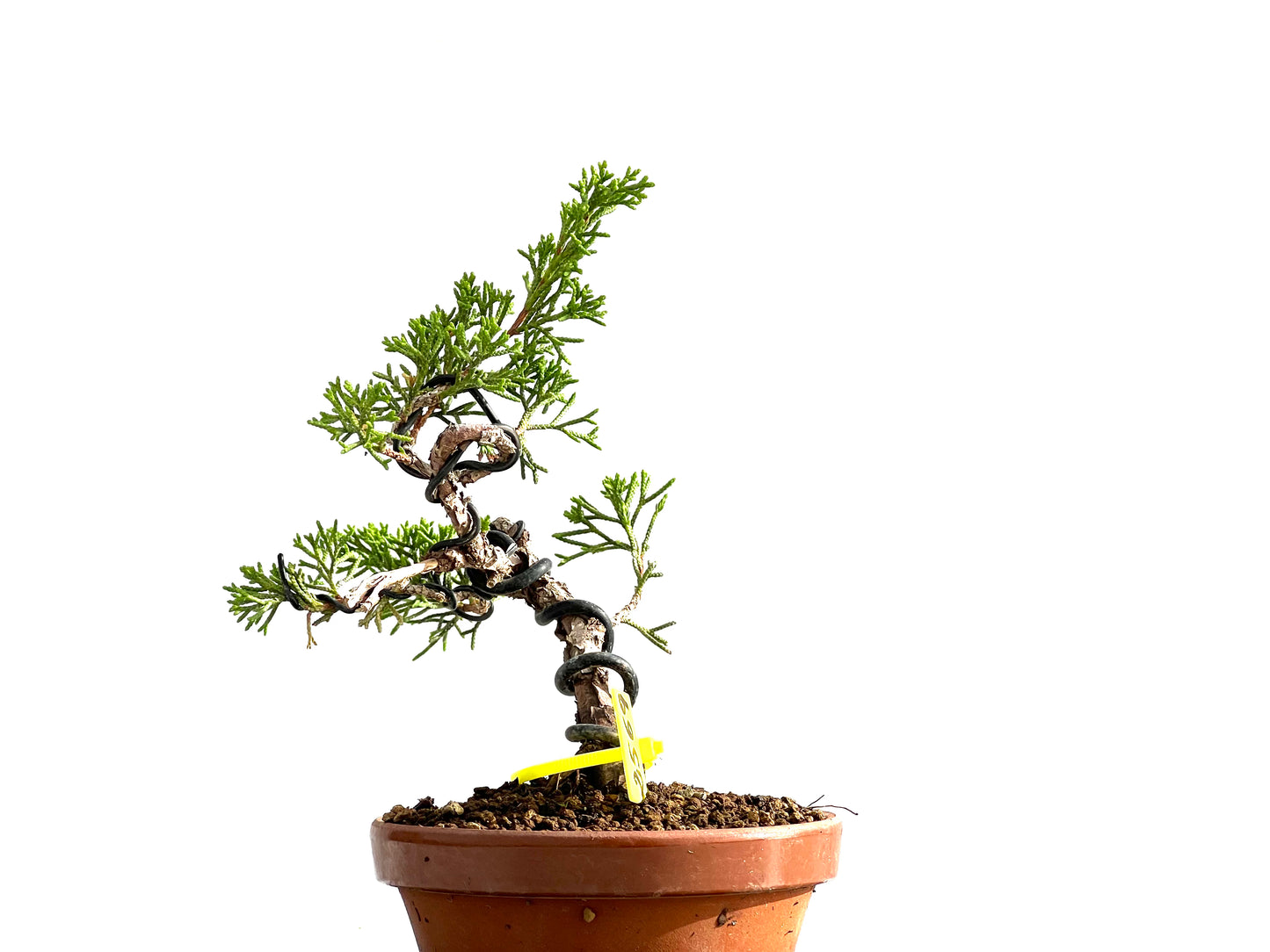 Juniperus Chinensis Itoigawa 2569