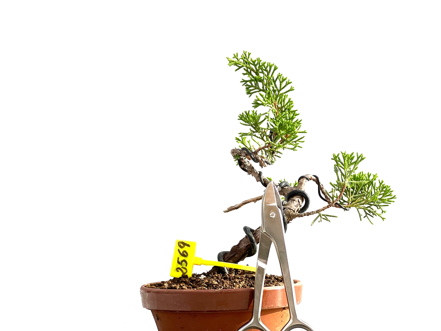 Juniperus Chinensis Itoigawa 2569
