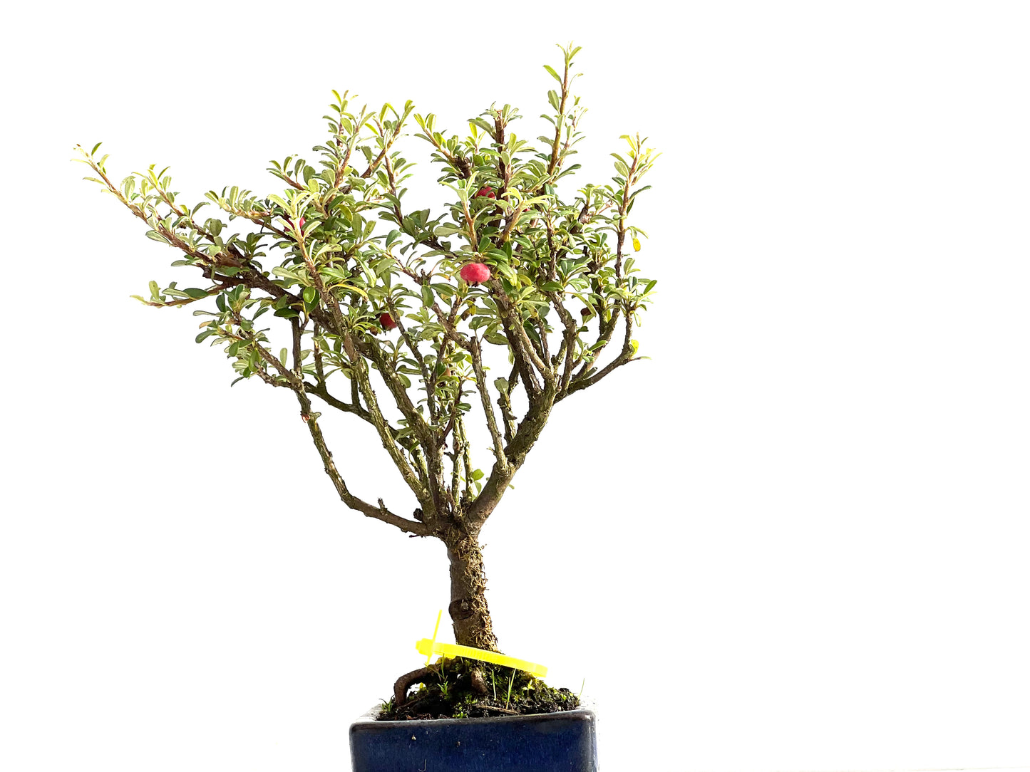 Cotoneaster Microphylla 2568