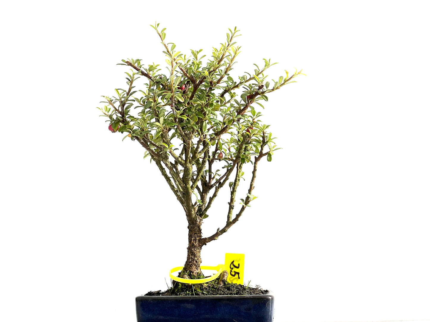 Cotoneaster Microphylla 2568