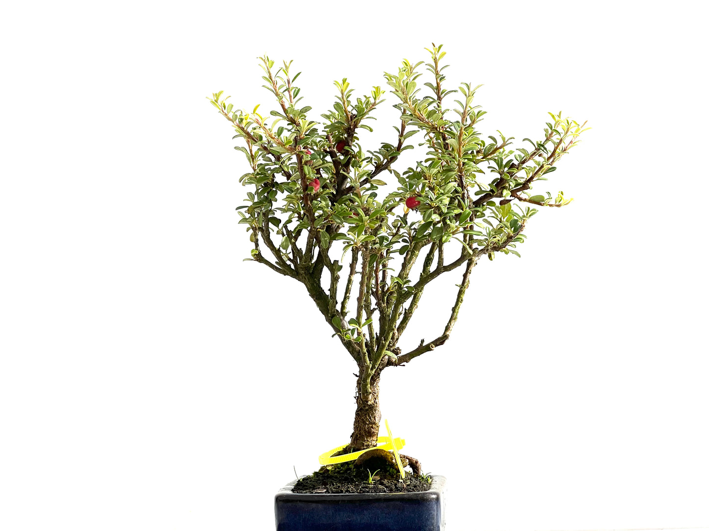 Cotoneaster Microphylla 2568