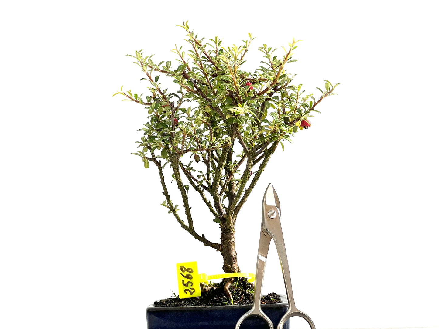Cotoneaster Microphylla 2568