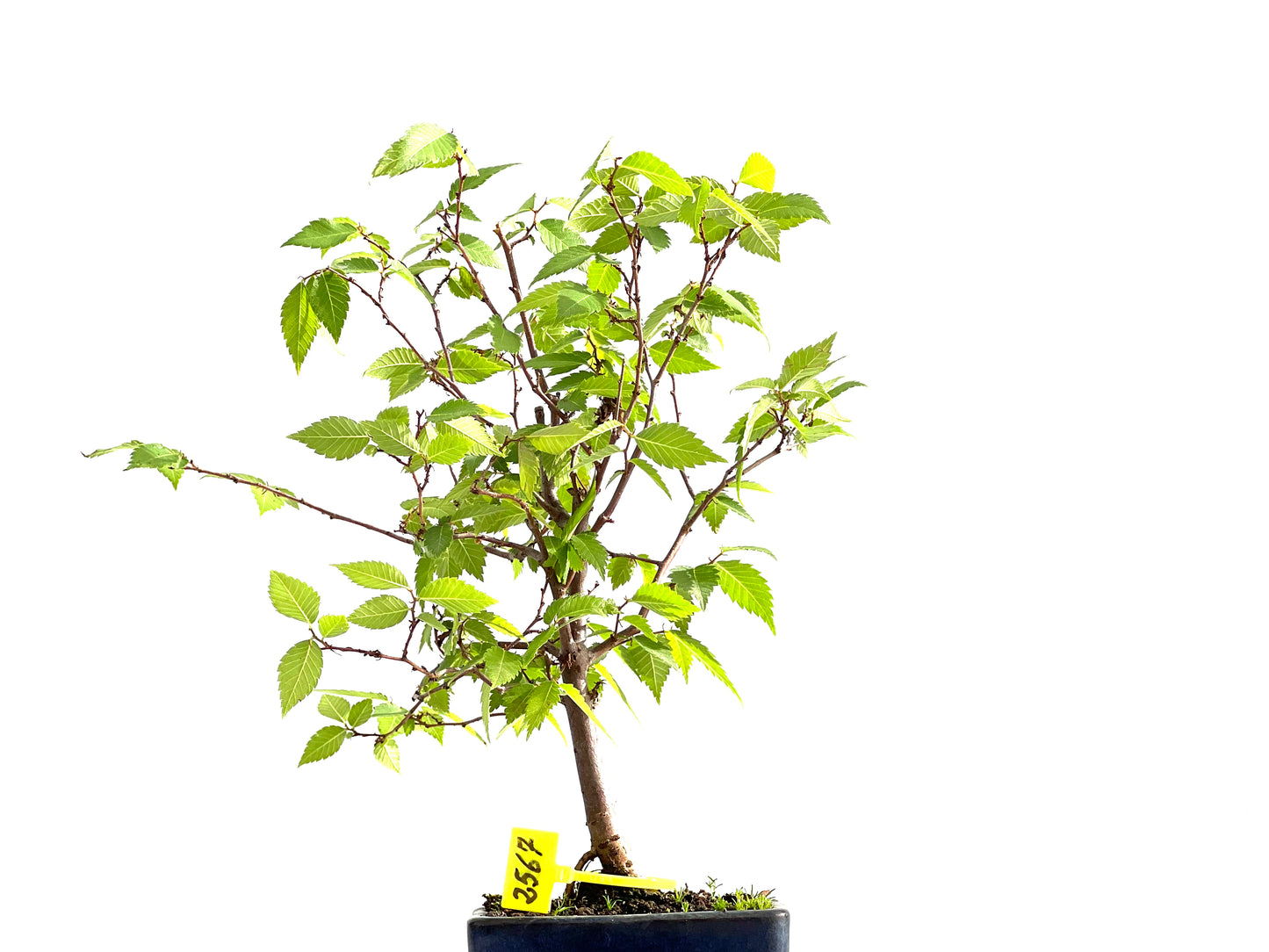 Zelkova Serrata 2567