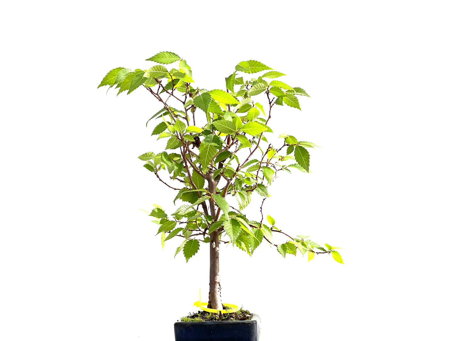 Zelkova Serrata 2567