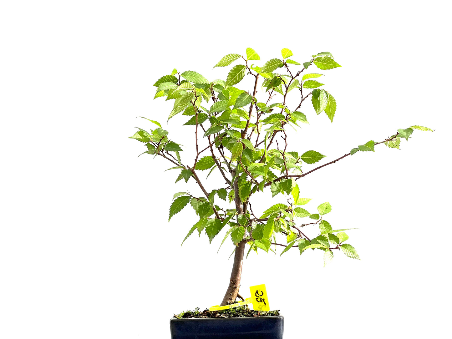 Zelkova Serrata 2567