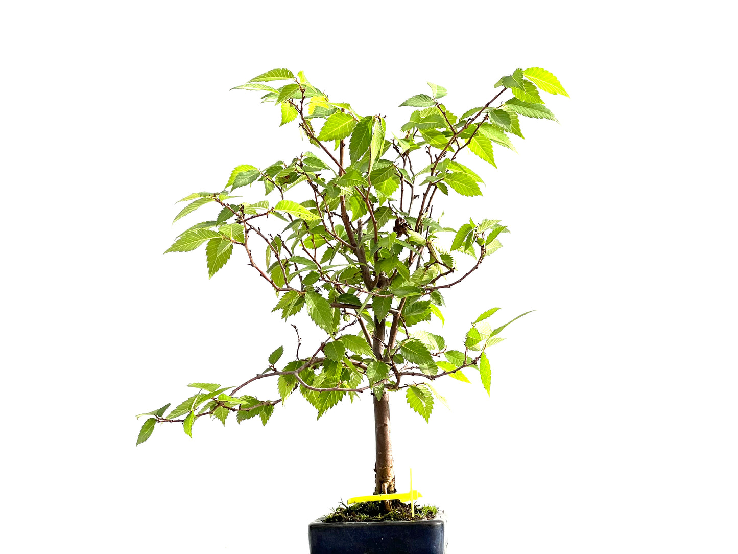 Zelkova Serrata 2567
