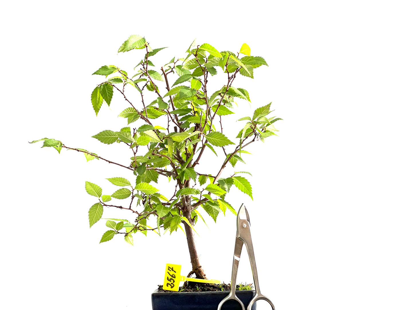 Zelkova Serrata 2567