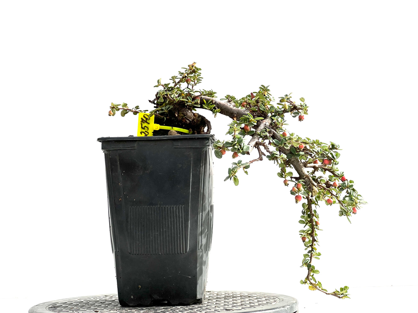Cotoneaster 2570