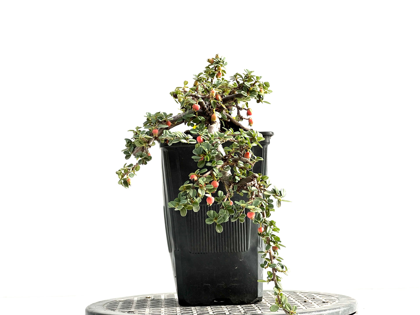 Cotoneaster 2570