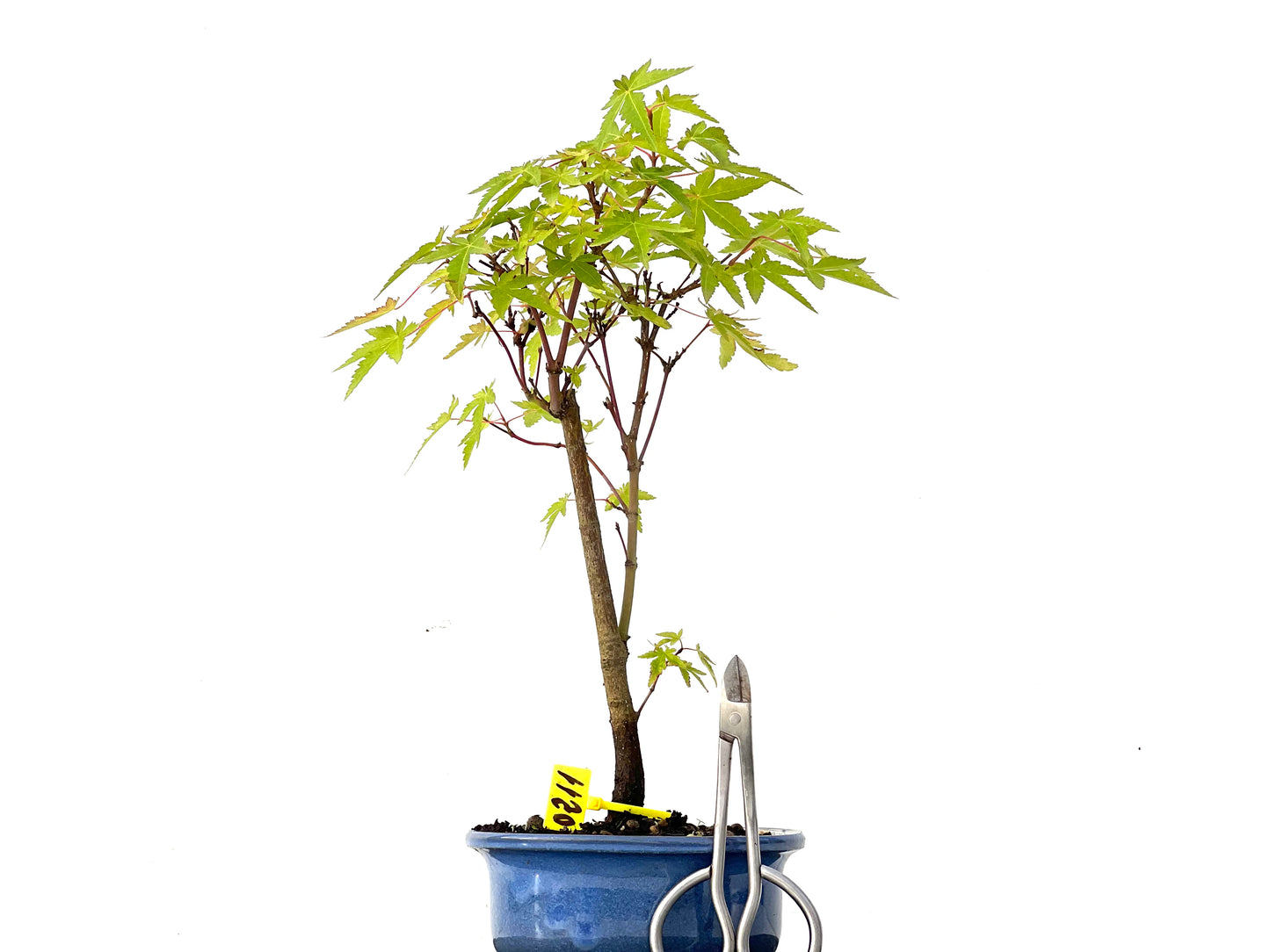 Acer Palmatum Yamamomiji 0211