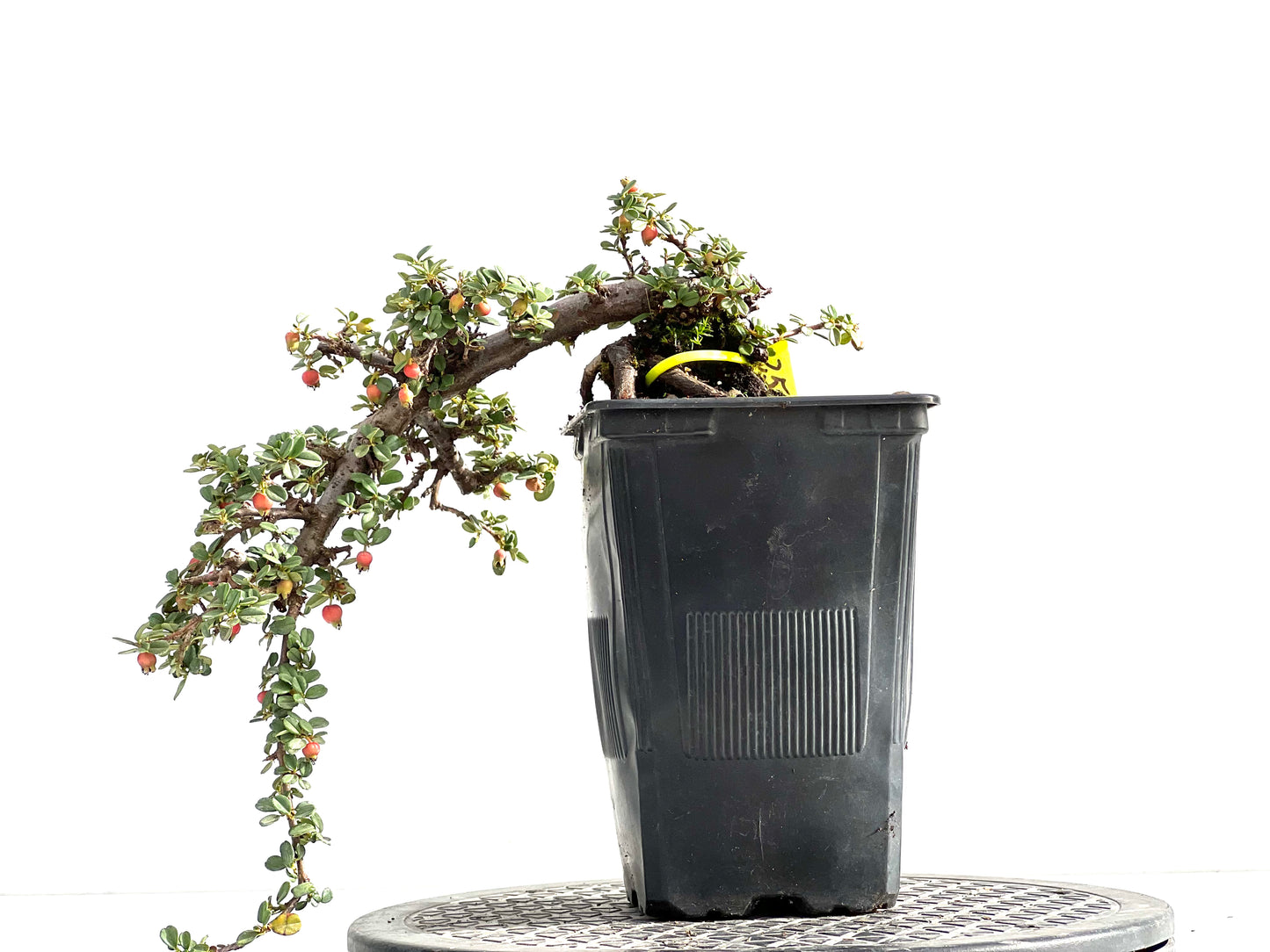 Cotoneaster 2570