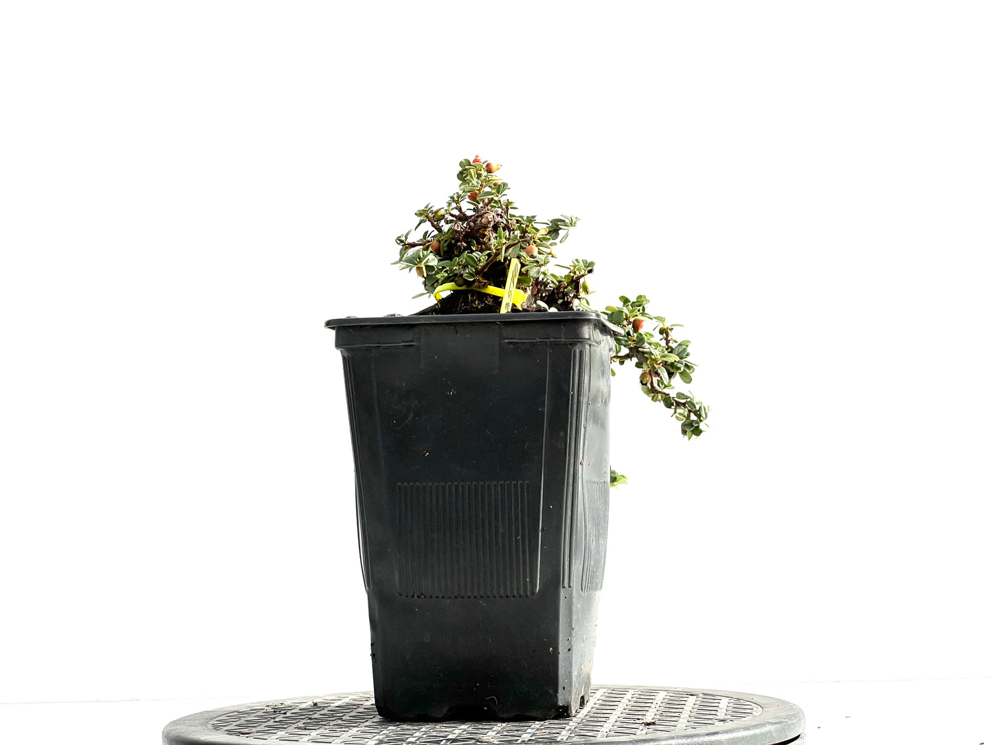 Cotoneaster 2570