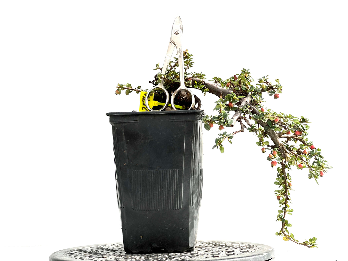 Cotoneaster 2570