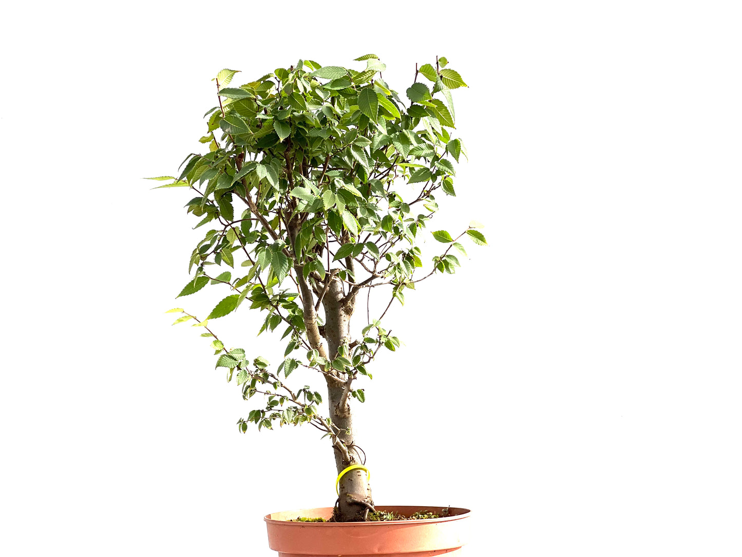 Zelkova Serrata 2645