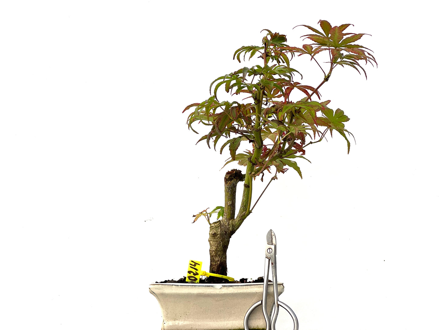 Acer Palmatum 0214