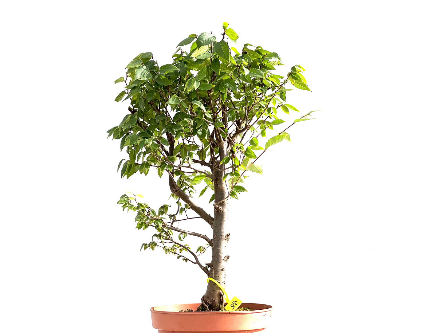 Zelkova Serrata 2645