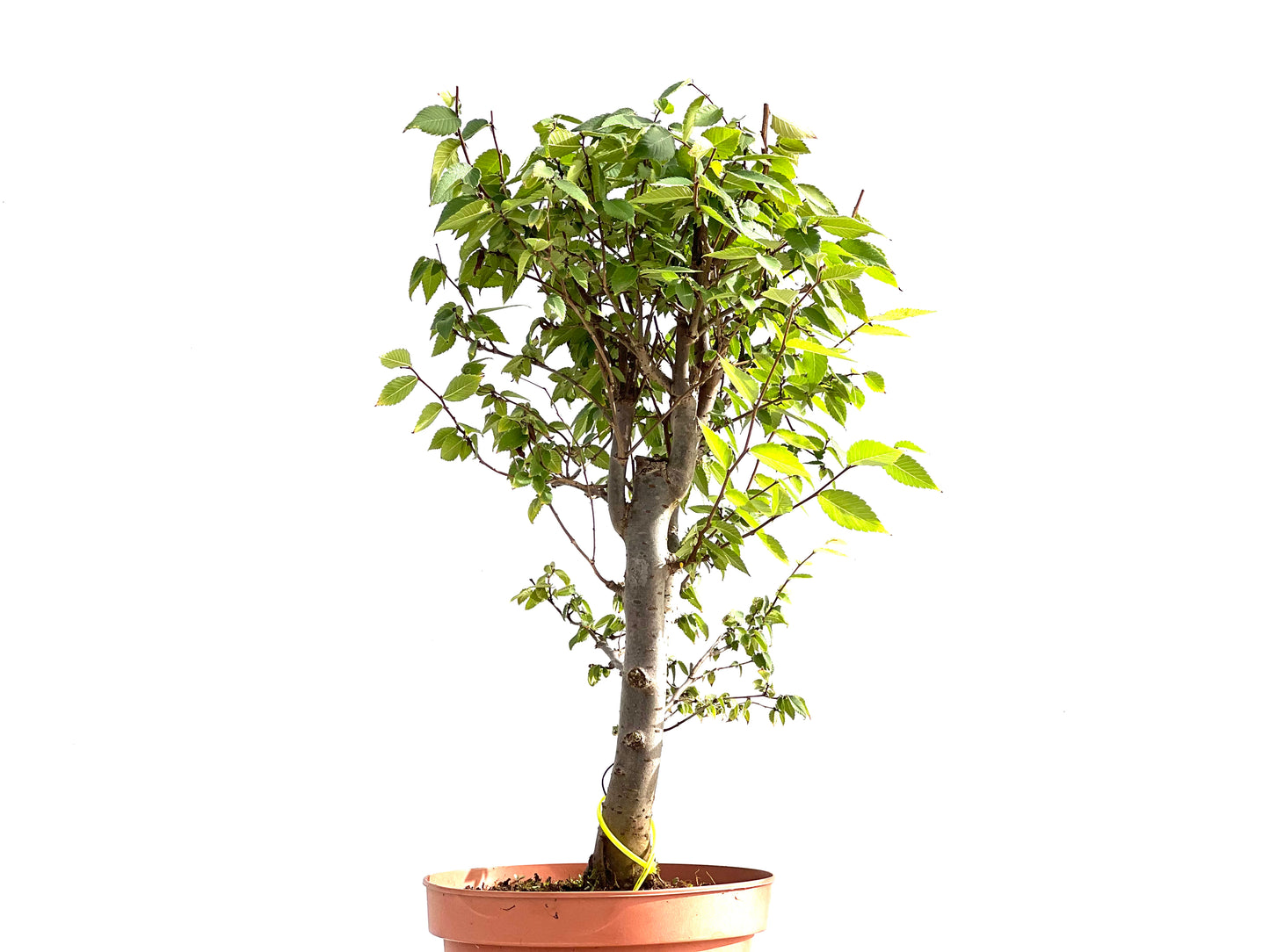 Zelkova Serrata 2645