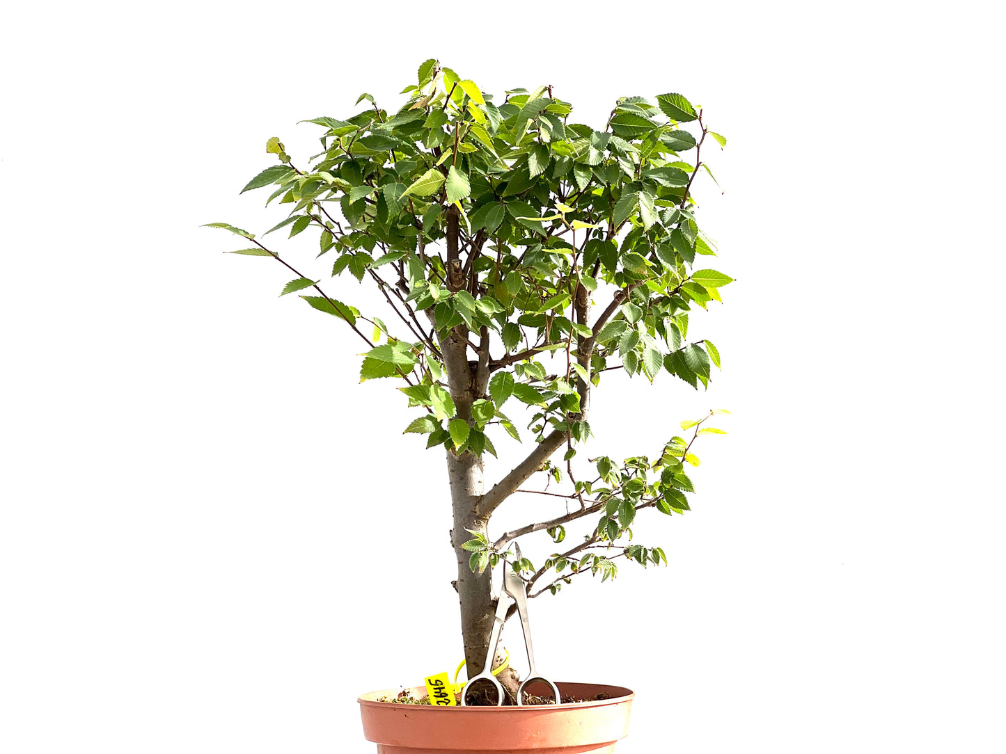 Zelkova Serrata 2645
