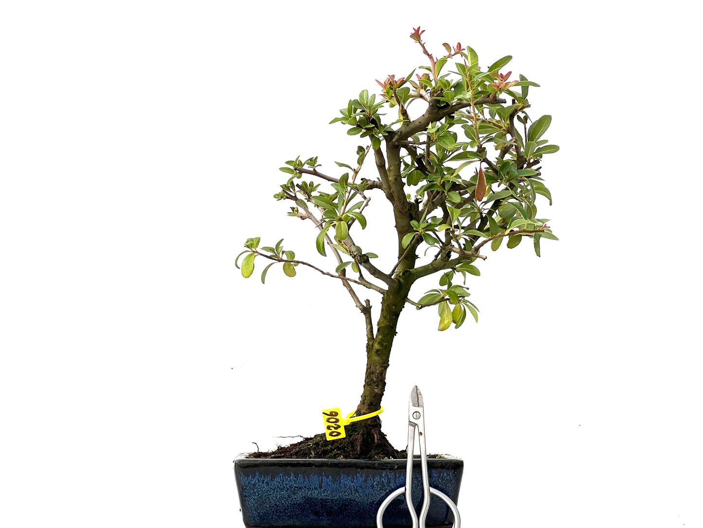 Pyracantha 0206