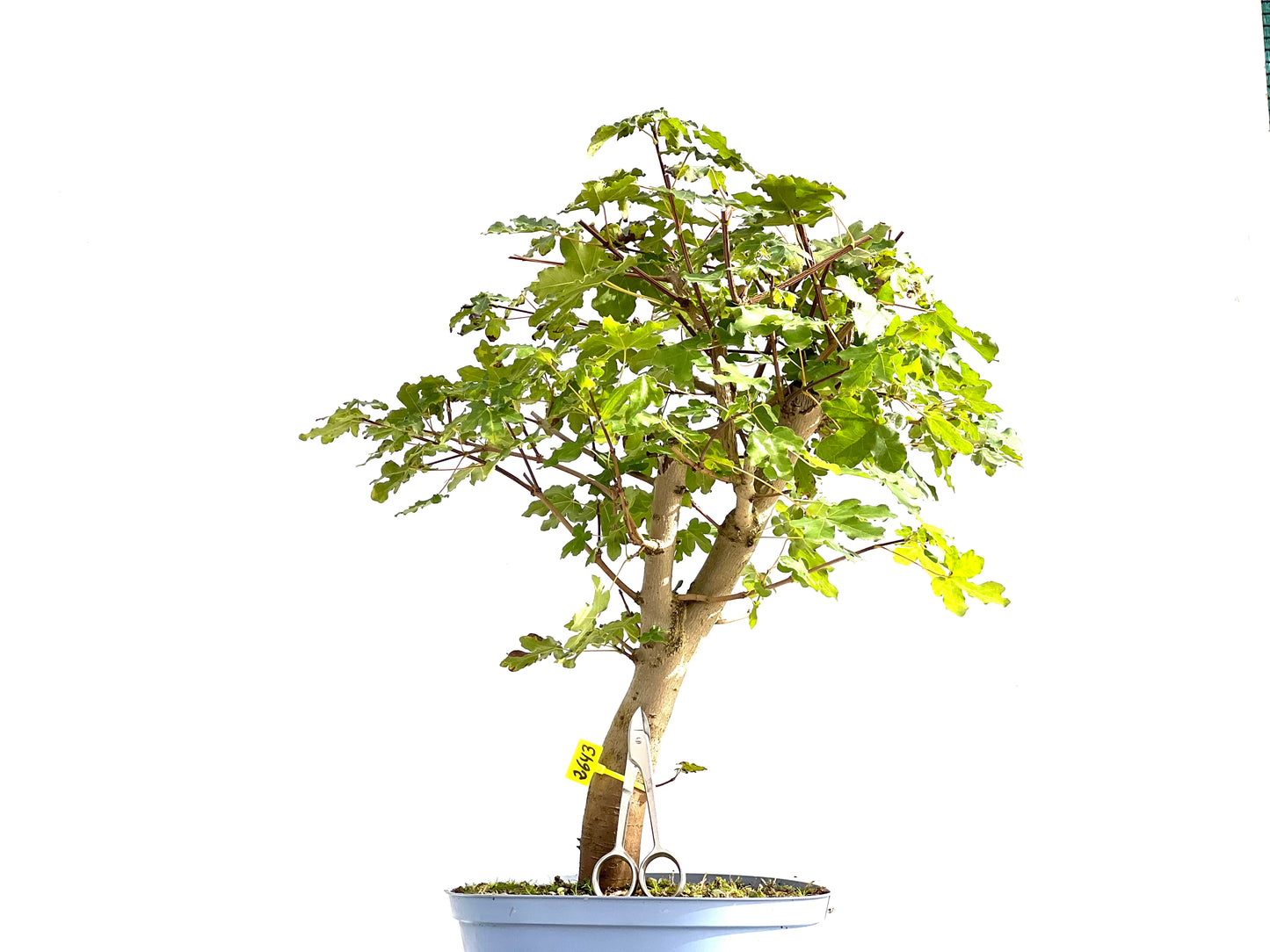 Acer Campestris 2643