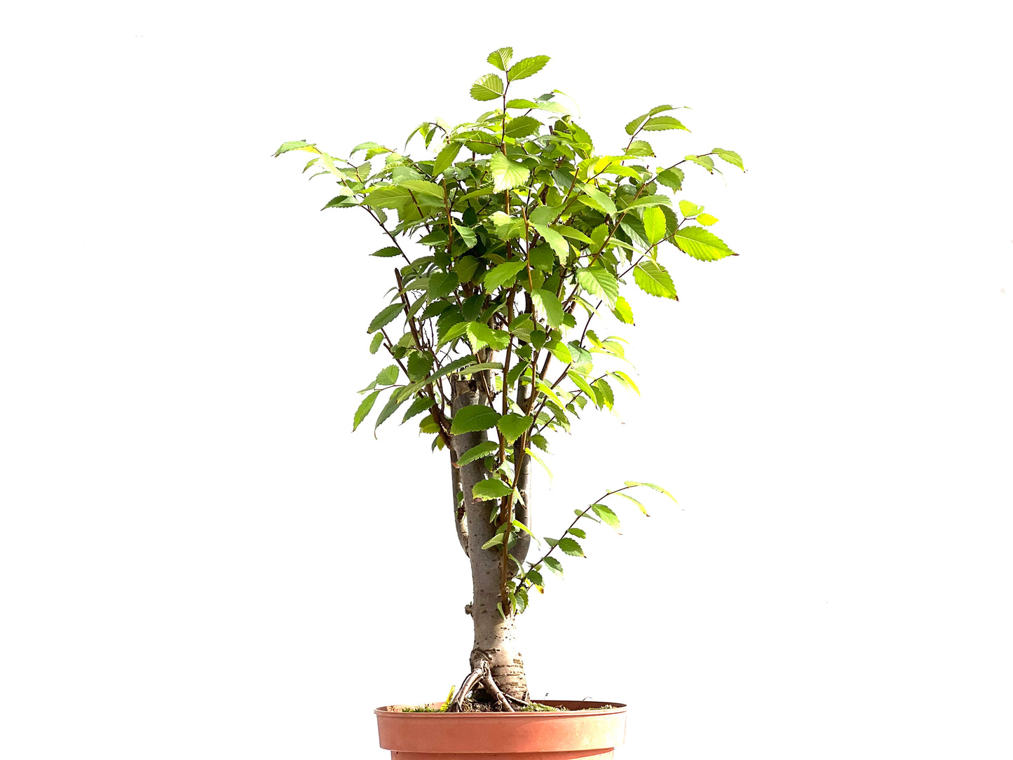 Zelkova Serrata 2644