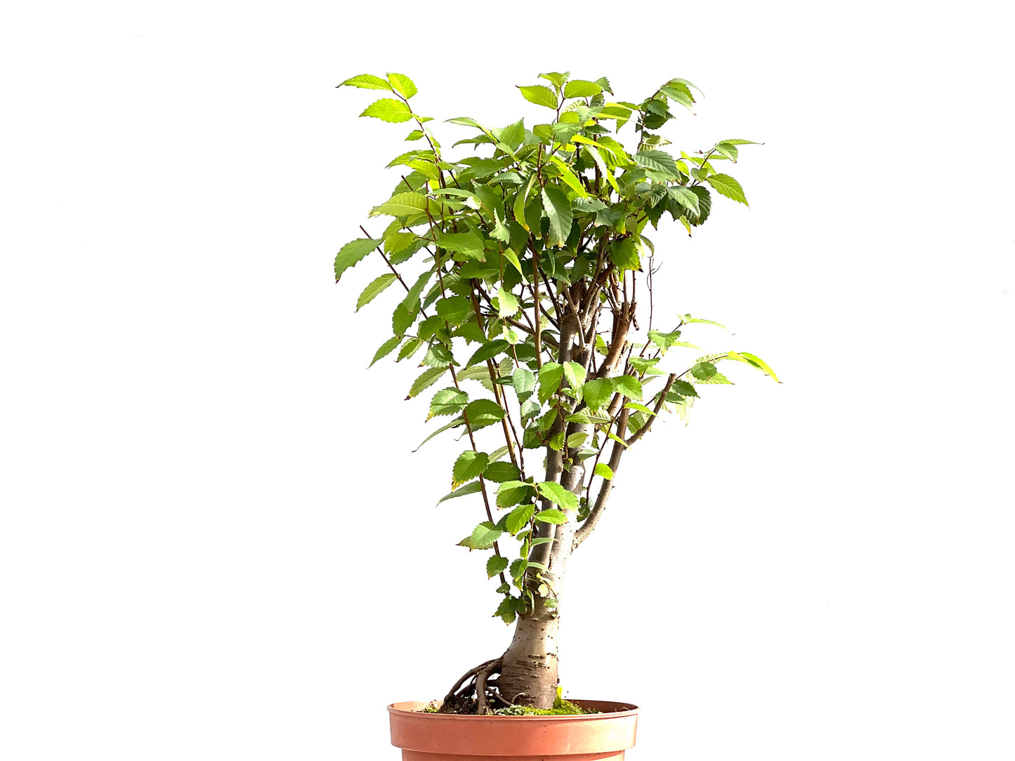 Zelkova Serrata 2644