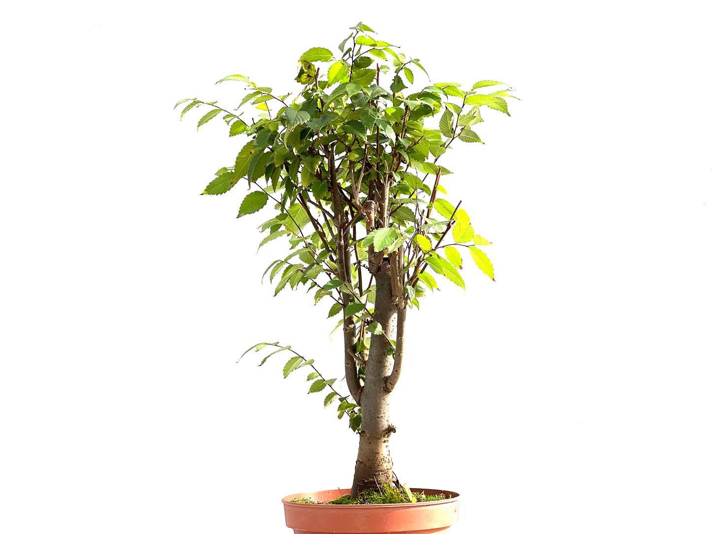 Zelkova Serrata 2644