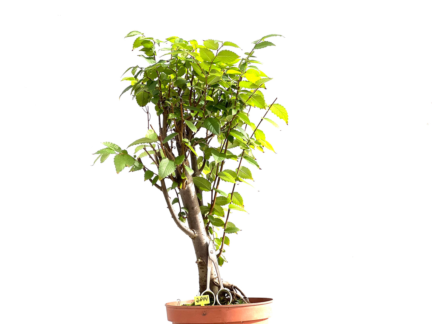 Zelkova Serrata 2644