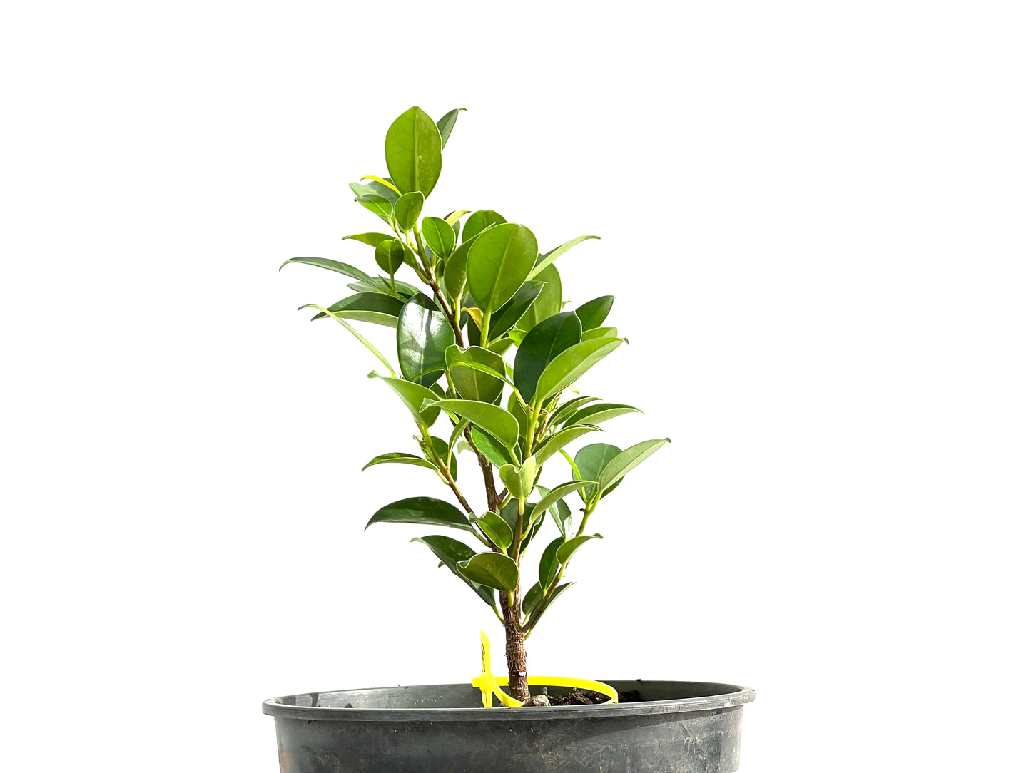 Ficus Tiger Bark 2604