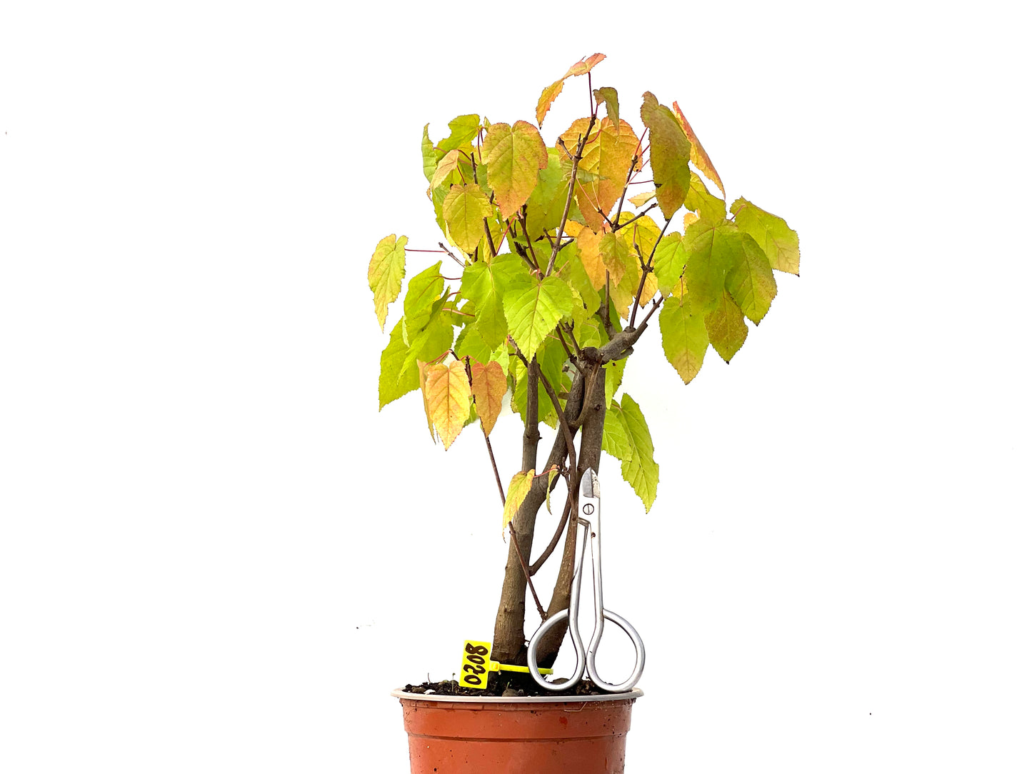 Acer Ginnala 0208