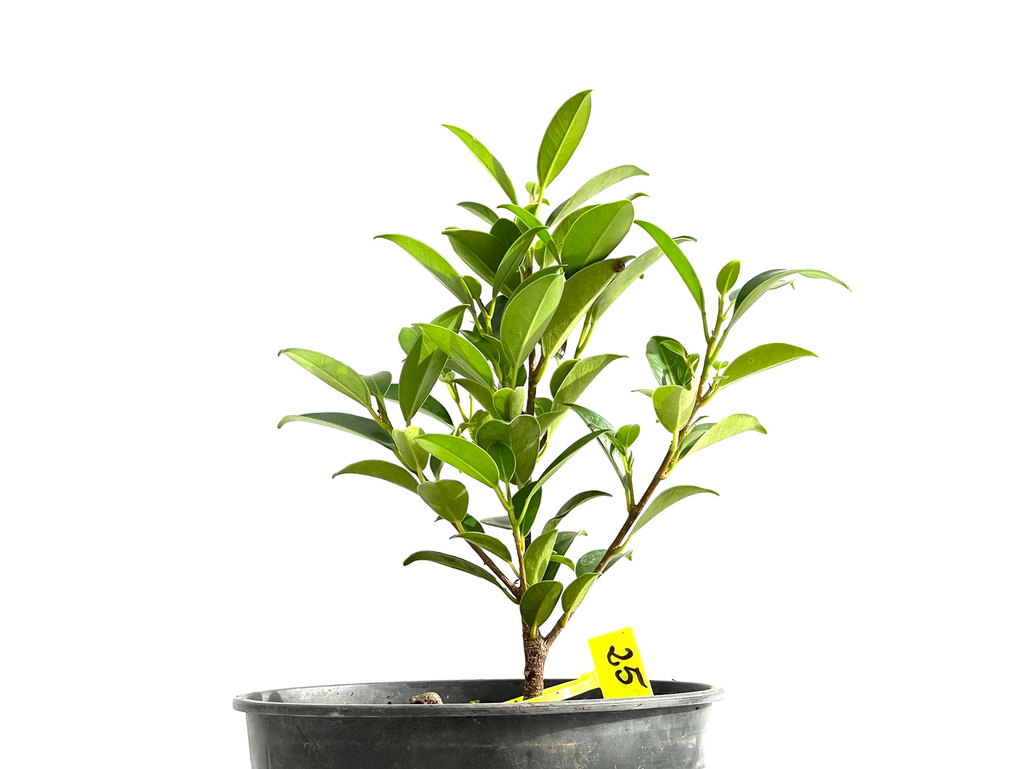 Ficus Tiger Bark 2604