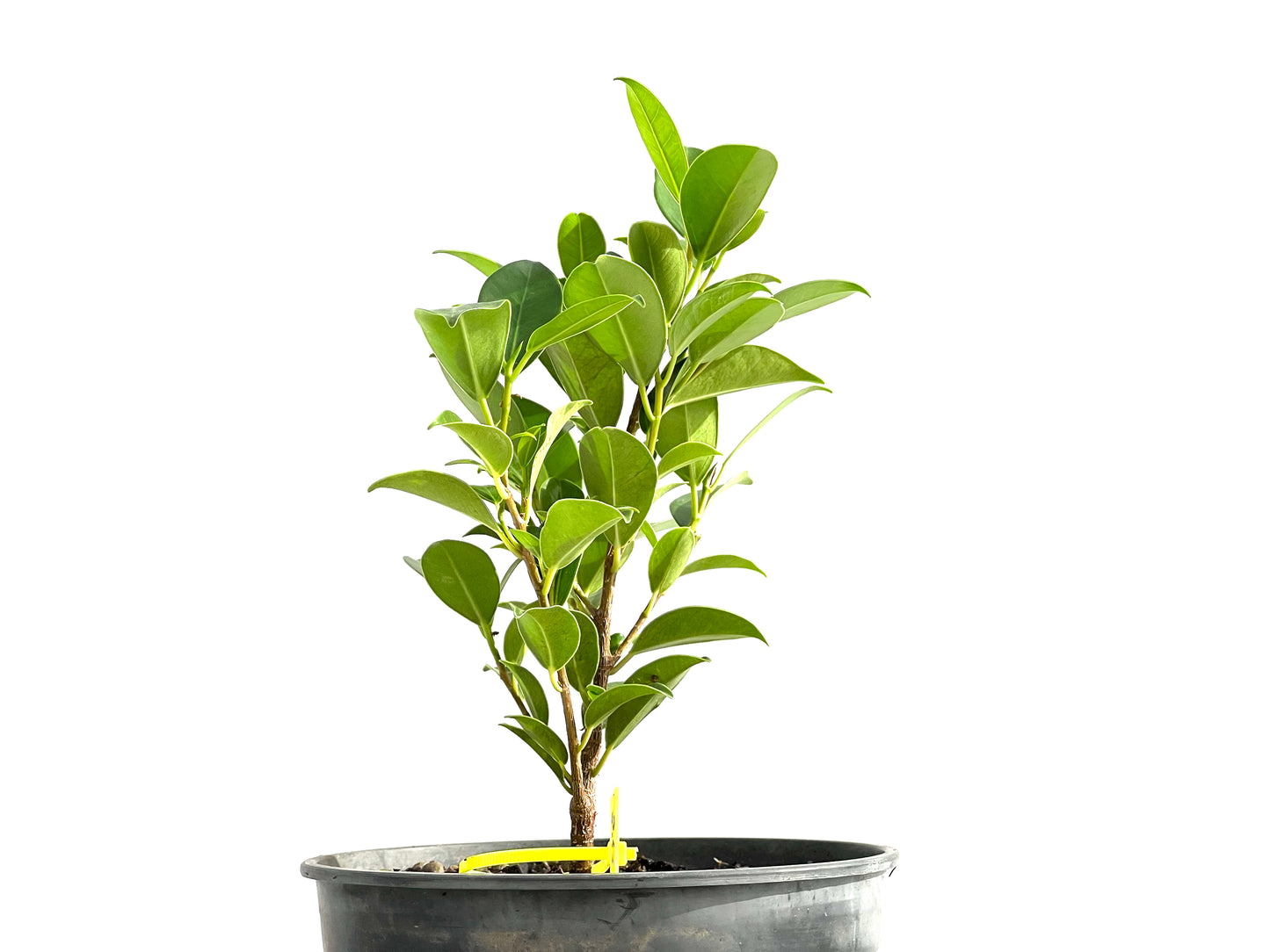 Ficus Tiger Bark 2604