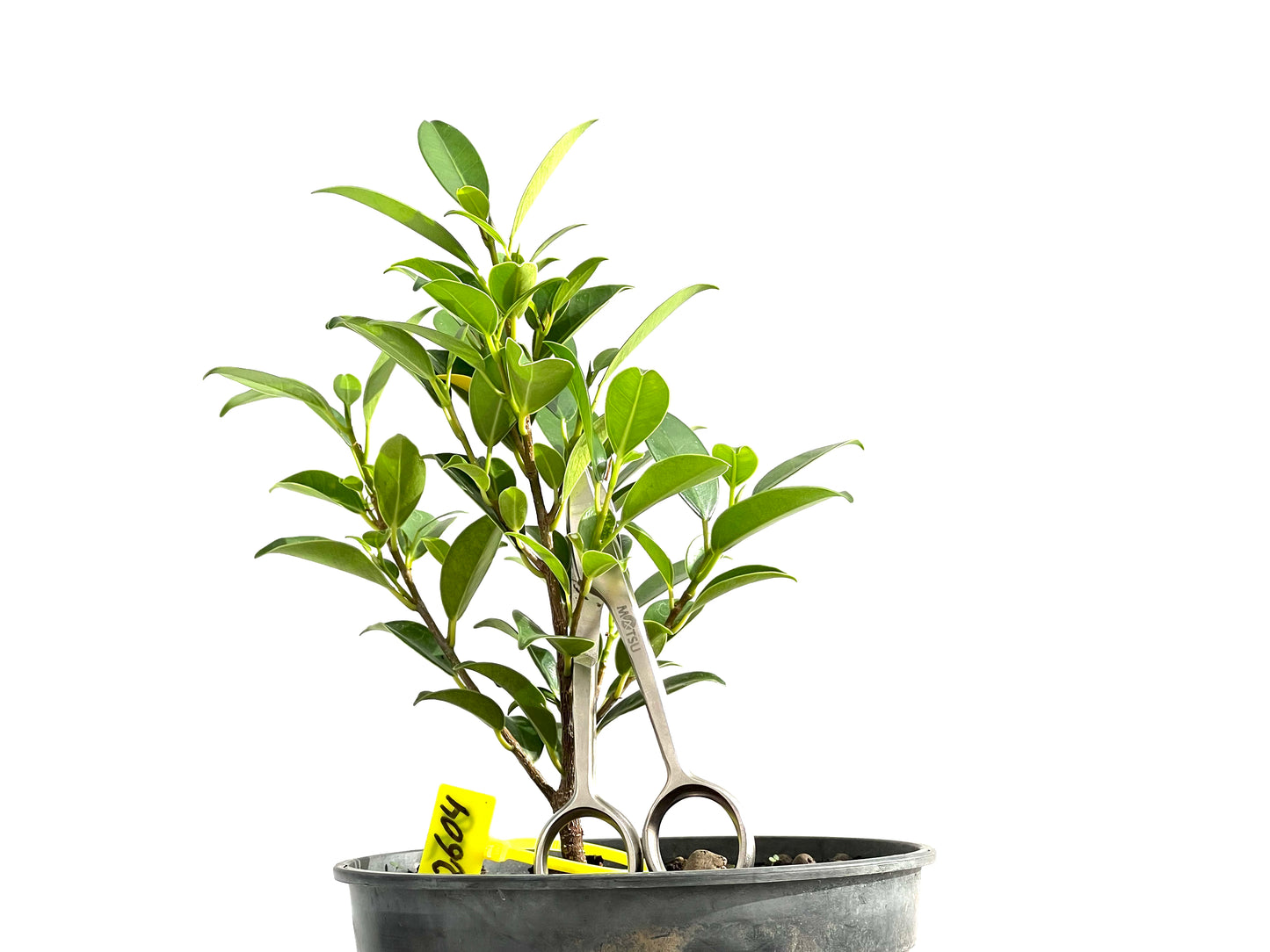 Ficus Tiger Bark 2604
