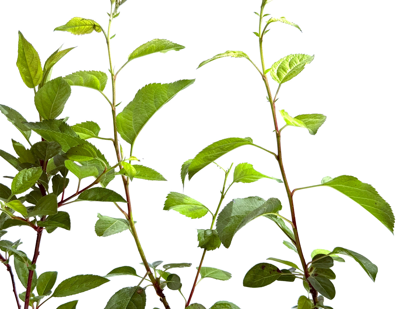 Malus Everest