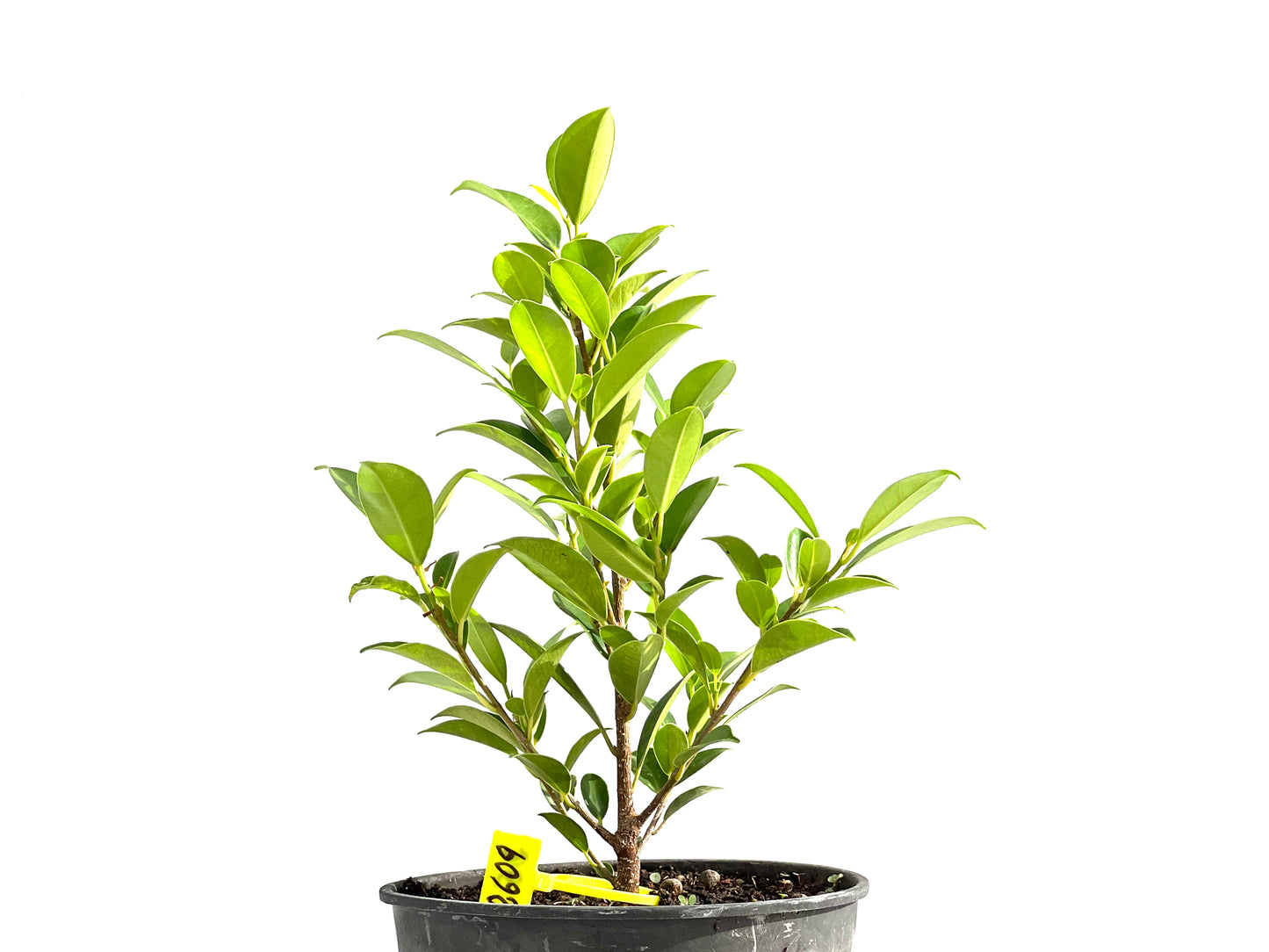 Ficus Tiger Bark 2609