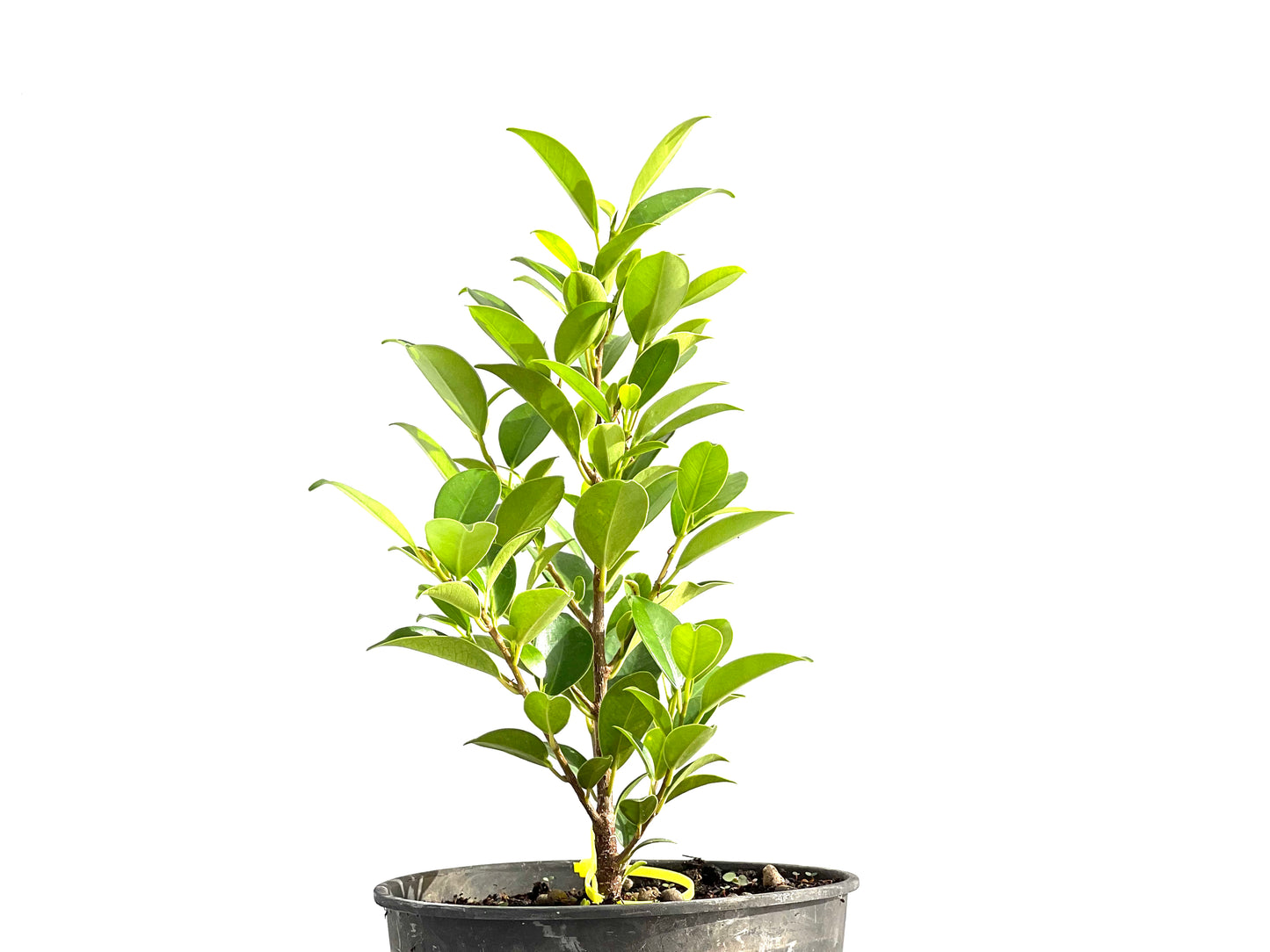 Ficus Tiger Bark 2609