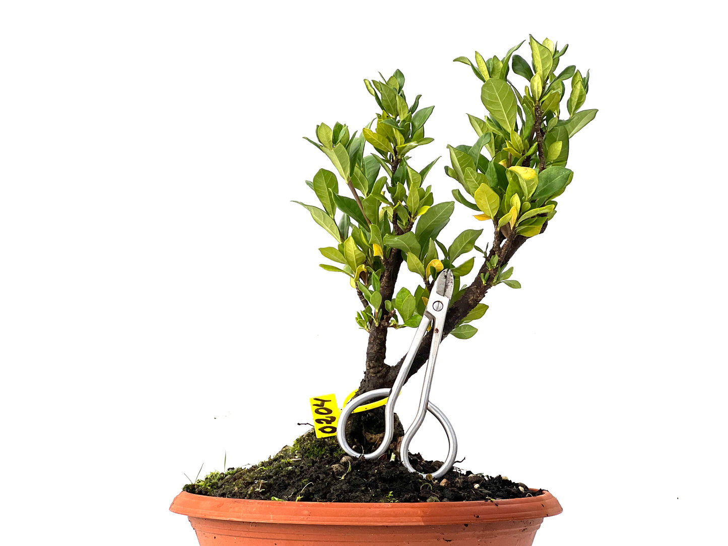 Gardenia Jasminoide 0204