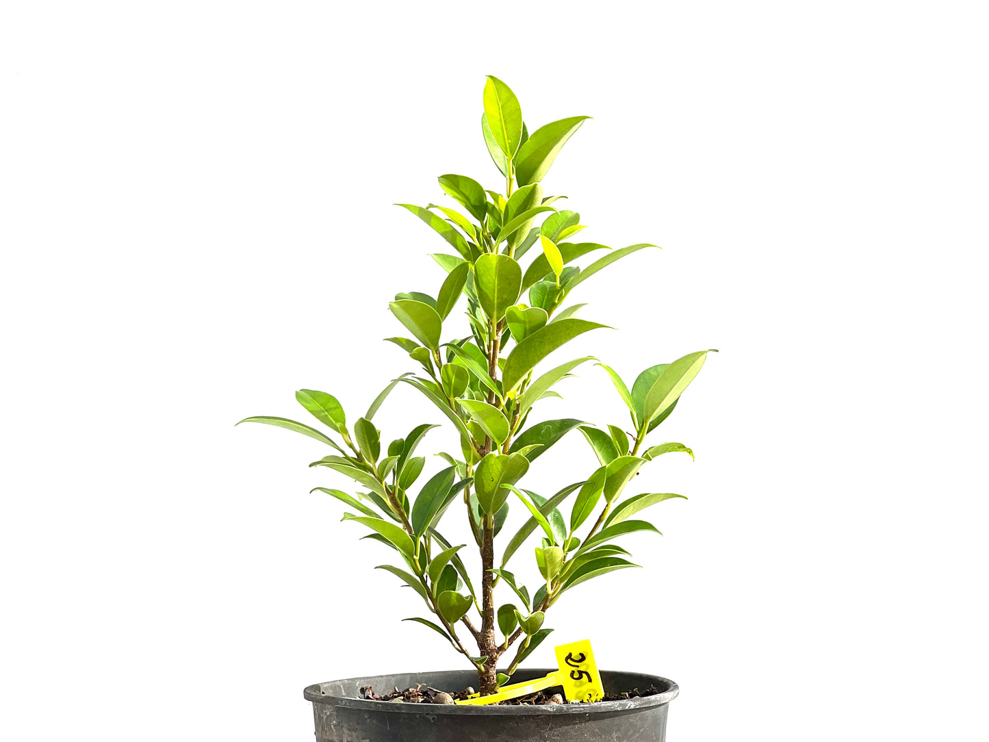 Ficus Tiger Bark 2609