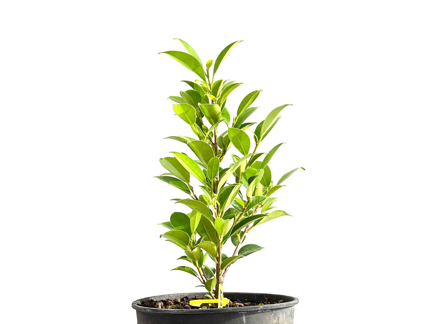 Ficus Tiger Bark 2609