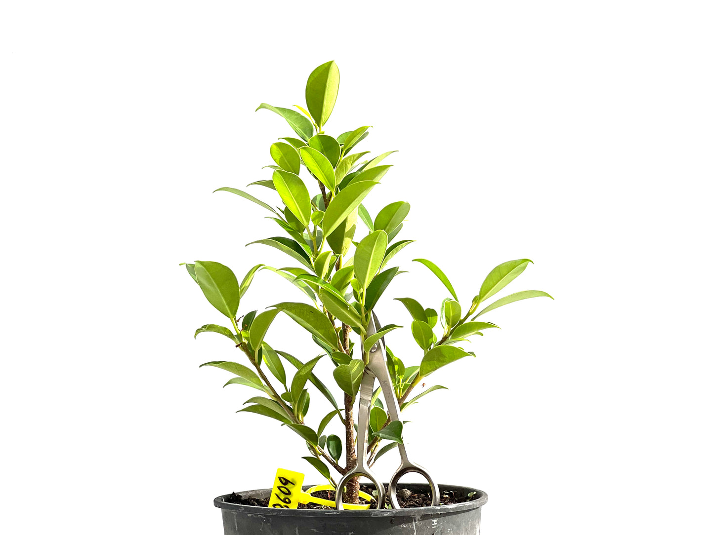 Ficus Tiger Bark 2609