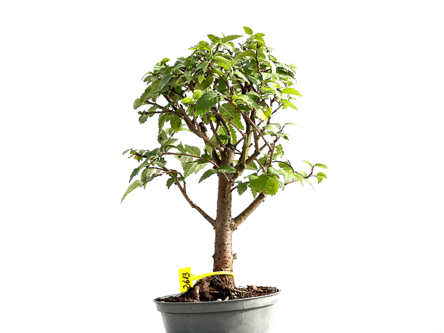 Ulmus Minor 2613