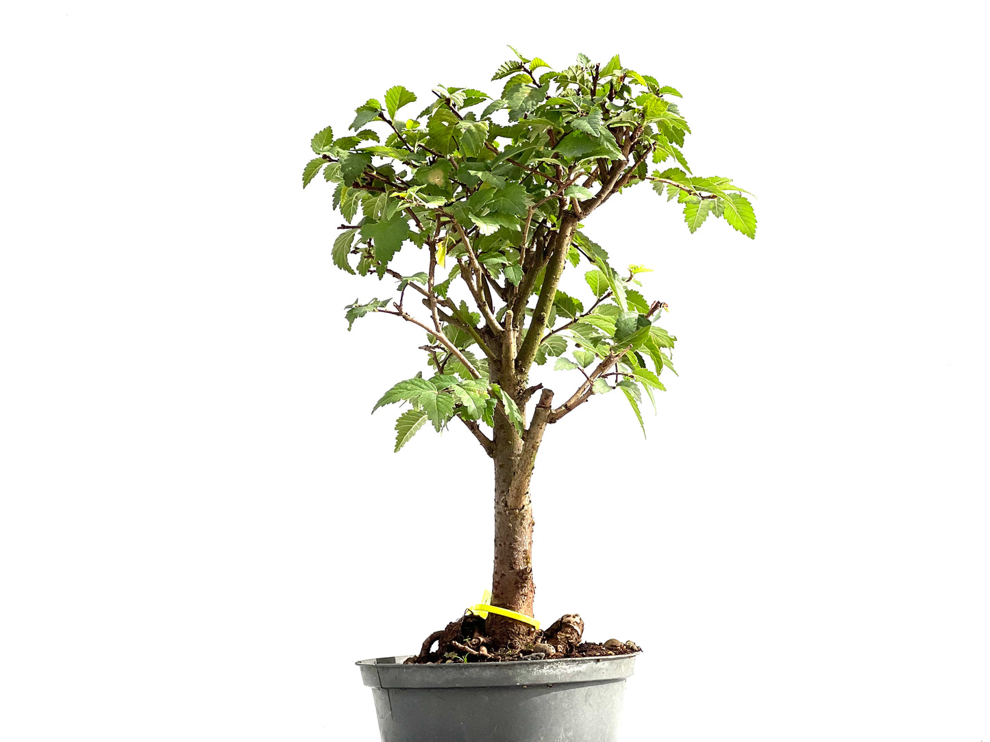 Ulmus Minor 2613