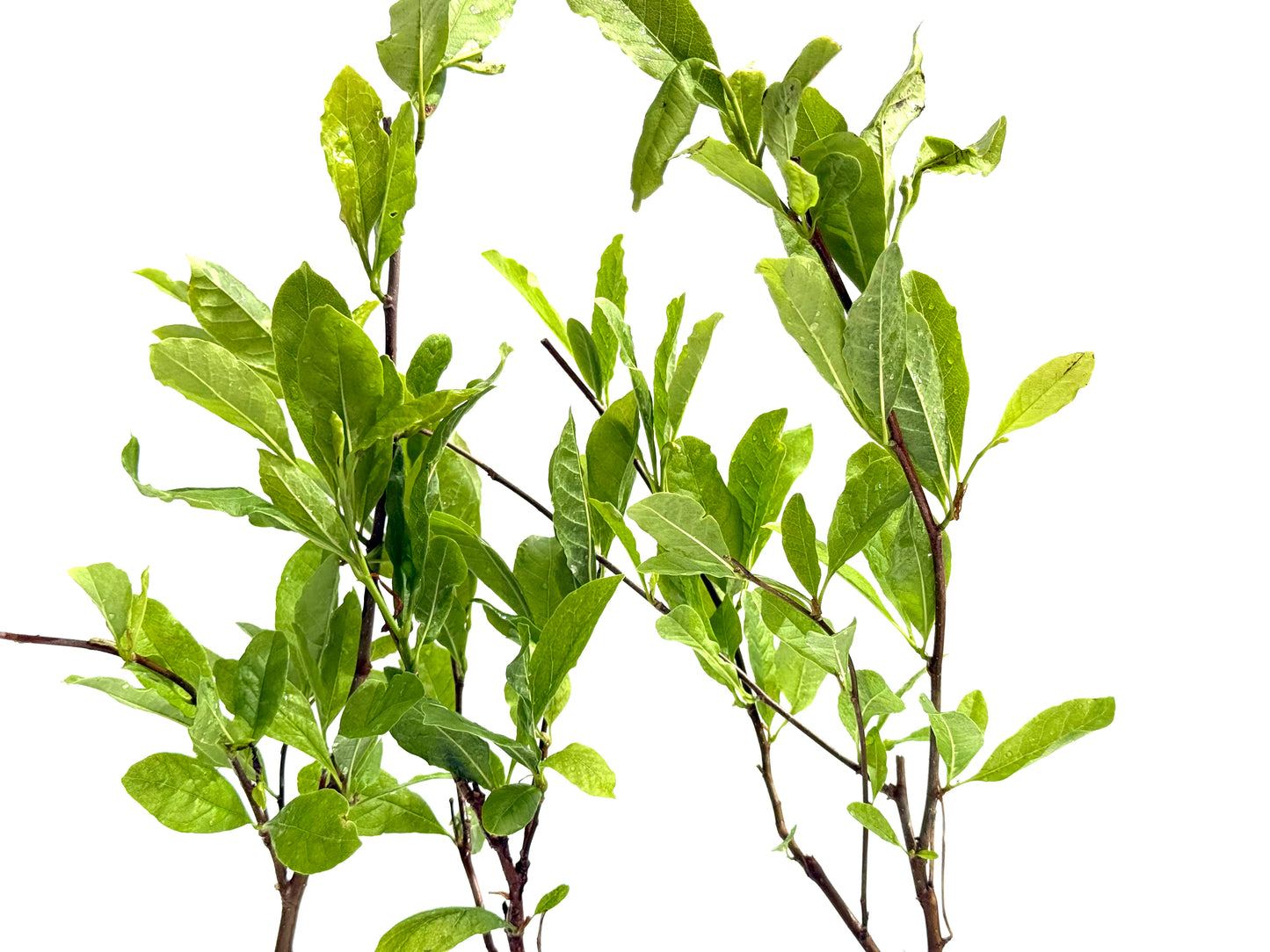 Magnolia Stellata