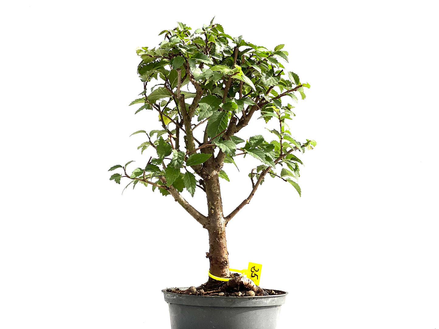 Ulmus Minor 2613