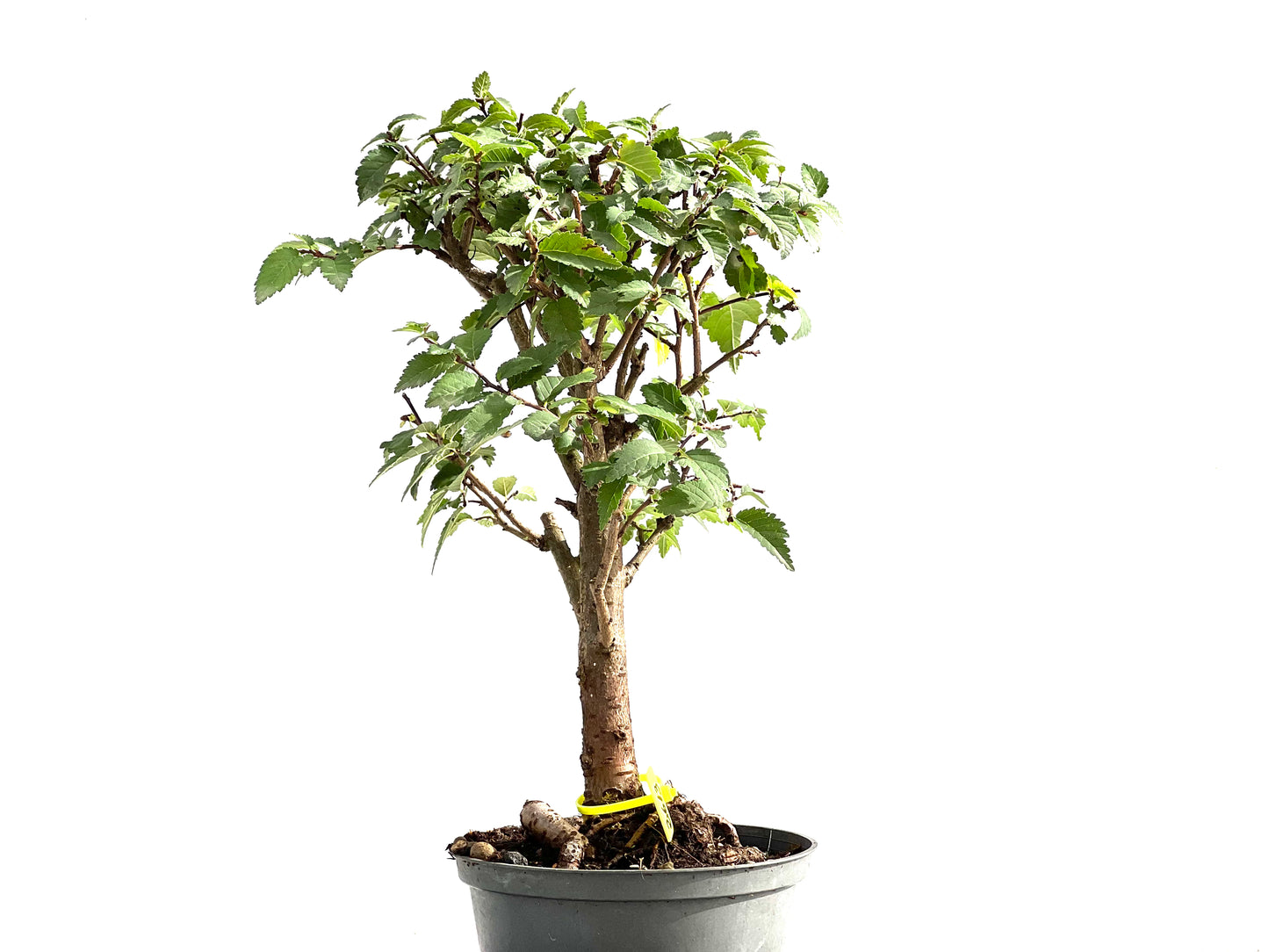 Ulmus Minor 2613