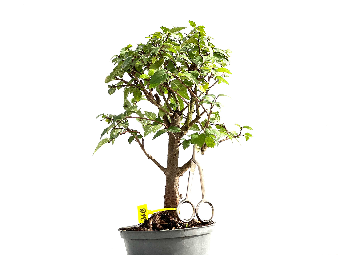 Ulmus Minor 2613
