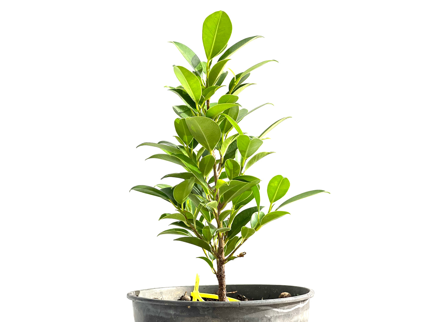 Ficus Tiger Bark 2615