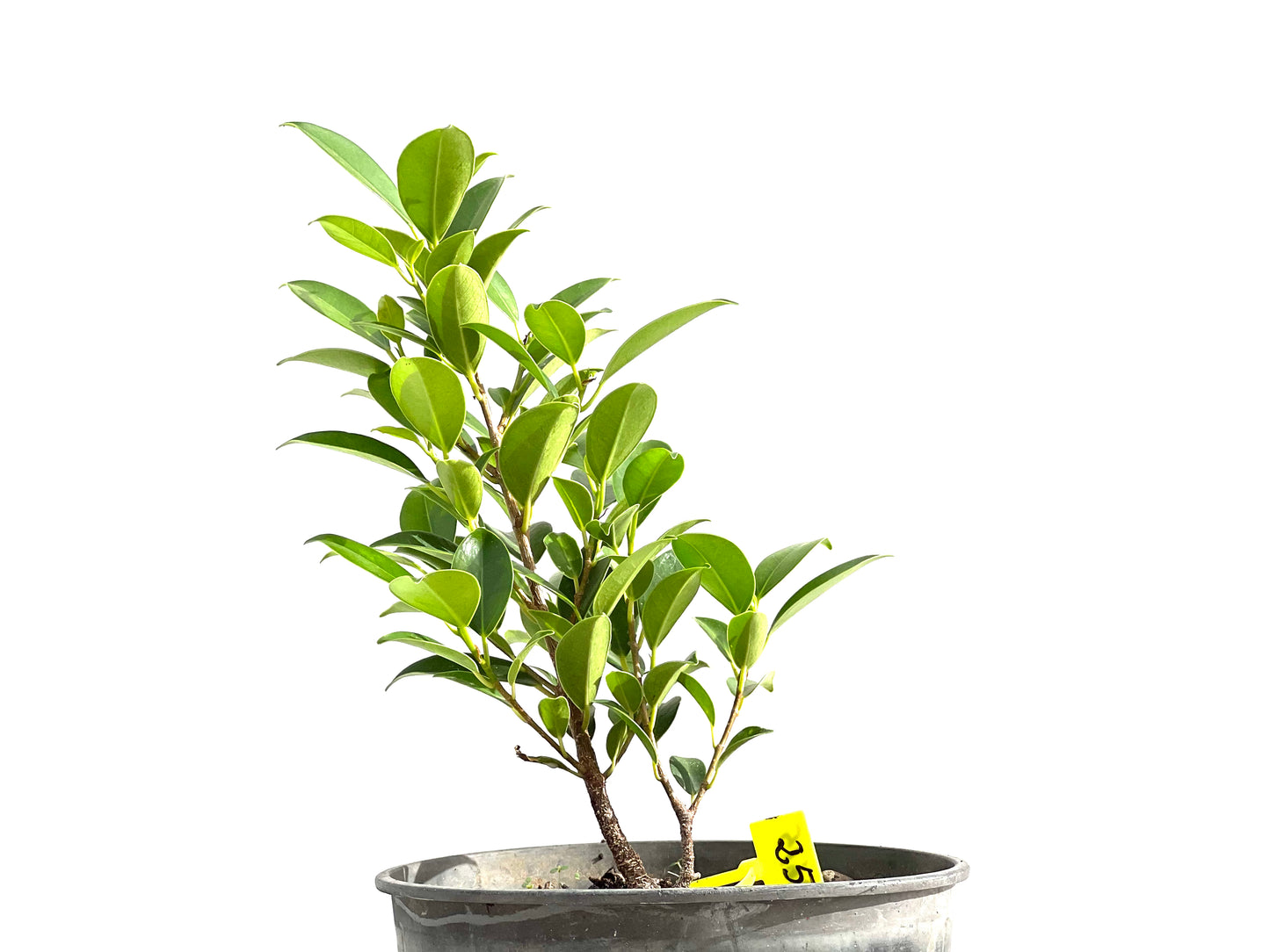 Ficus Tiger Bark 2615